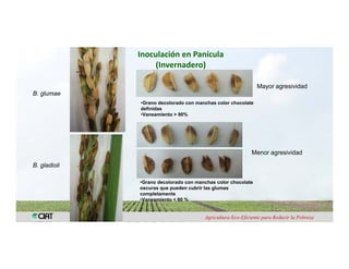 Anublo bacterial panicula_arroz
