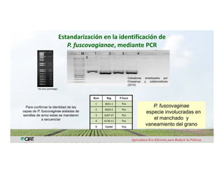 Anublo bacterial panicula_arroz