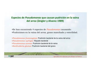 Anublo bacterial panicula_arroz