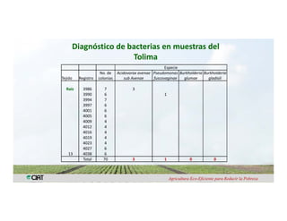 Anublo bacterial panicula_arroz