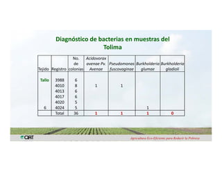 Anublo bacterial panicula_arroz