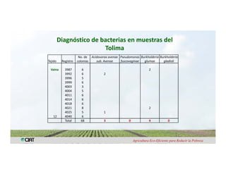 Anublo bacterial panicula_arroz
