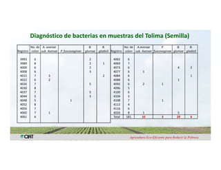 Anublo bacterial panicula_arroz