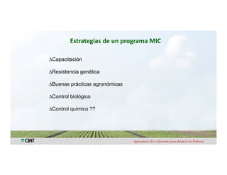 Anublo bacterial panicula_arroz