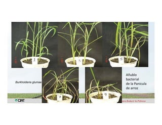 Anublo bacterial panicula_arroz