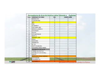 Anublo bacterial panicula_arroz