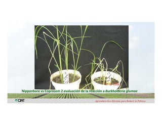 Anublo bacterial panicula_arroz