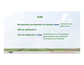 Anublo bacterial panicula_arroz