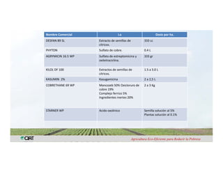 Anublo bacterial panicula_arroz