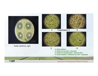 Anublo bacterial panicula_arroz