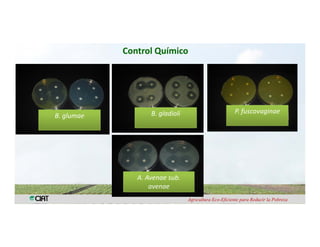 Anublo bacterial panicula_arroz