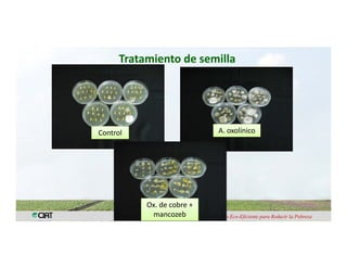 Anublo bacterial panicula_arroz