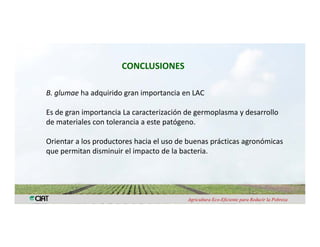 Anublo bacterial panicula_arroz