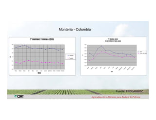Anublo bacterial panicula_arroz