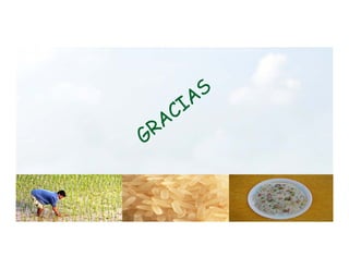 Anublo bacterial panicula_arroz