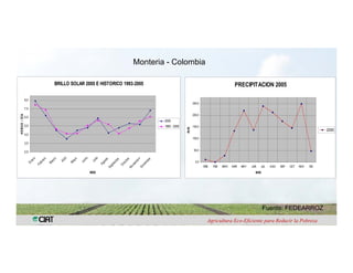 Anublo bacterial panicula_arroz