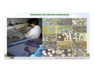 Anublo bacterial panicula_arroz