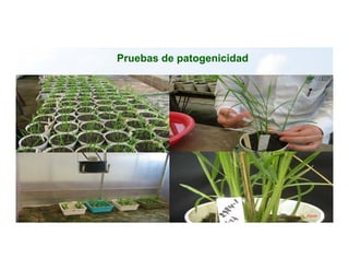 Anublo bacterial panicula_arroz