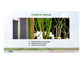 Anublo bacterial panicula_arroz