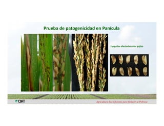 Anublo bacterial panicula_arroz