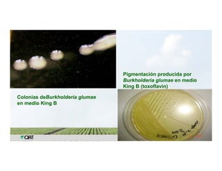 Anublo bacterial panicula_arroz