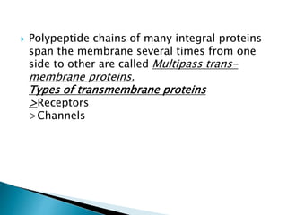  Polypeptide chains of many integral proteins
span the membrane several times from one
side to other are called Multipass trans-
membrane proteins.
Types of transmembrane proteins
>Receptors
>Channels
 
