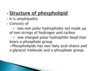  Structure of phospholipid
 It is amphipathic
 Consists of
> two non polar hydrophobic tail made up
of two strings of hydrogen and carbon
> one charged polar hydrophilic head that
bears a phosphate group
>Phospholipids has two fatty acid chains and
a glycerol molecule and a phosphate group.
 