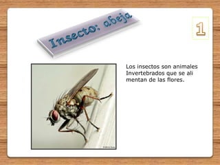 Insecto: abeja 1 Los insectos son animales Invertebrados que se ali mentan de las flores. 