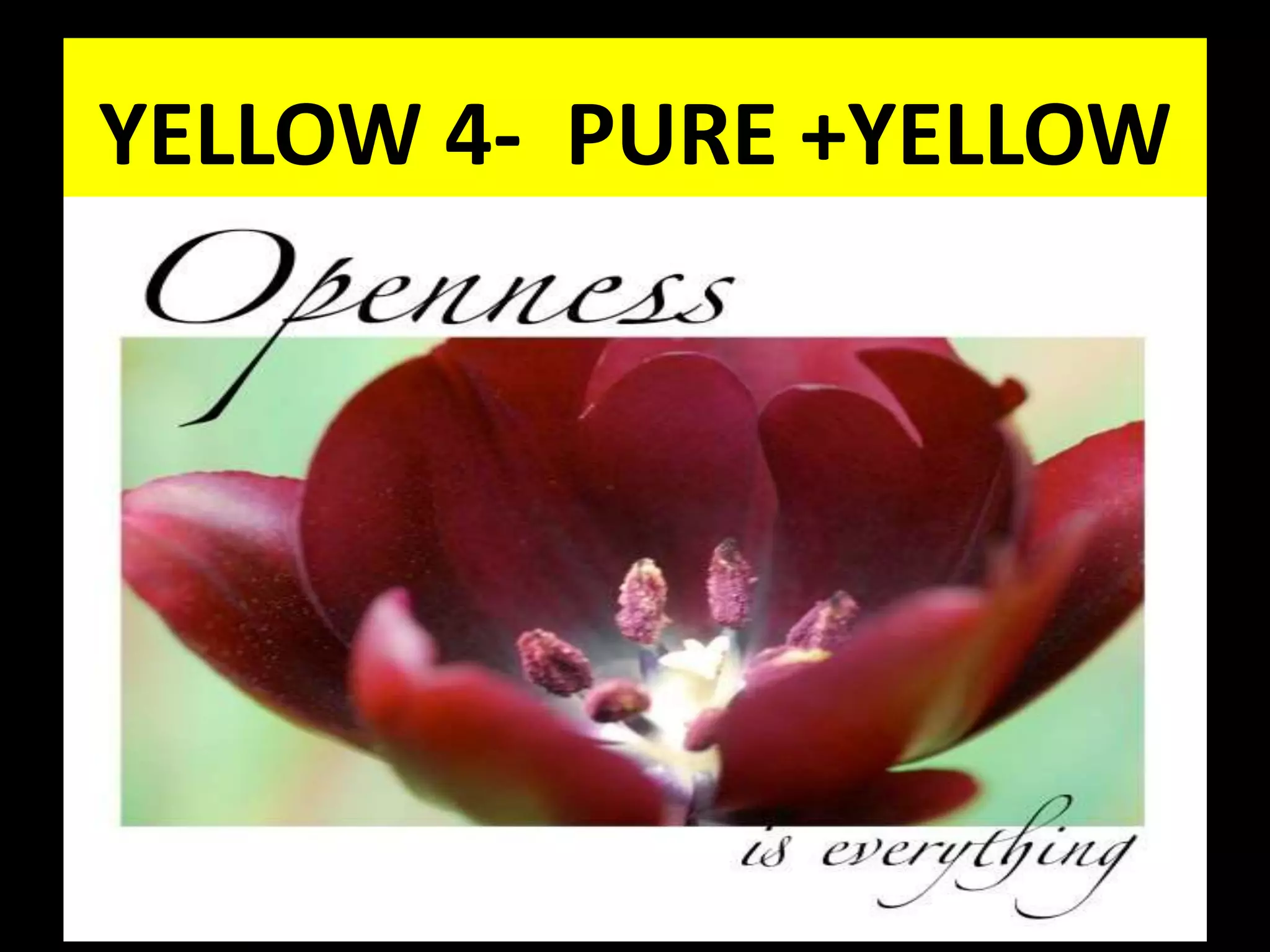 YELLOW 4- PURE +YELLOW
 