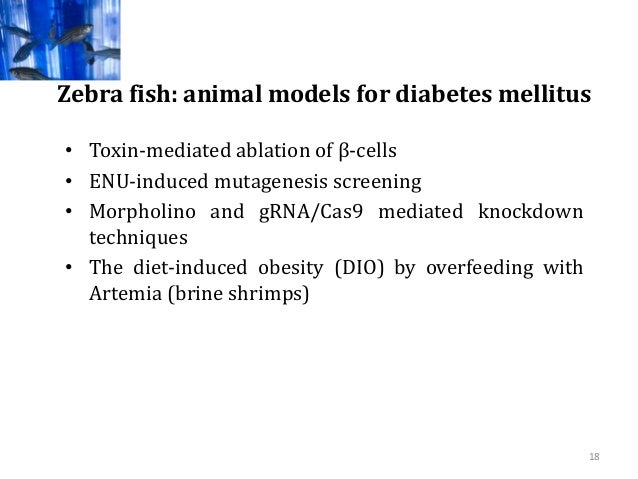 Diabetes Zebrafish Diabetes Zebrafish