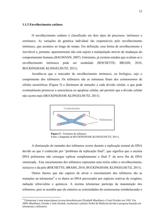13
1.1.3 Envelhecimento cutâneo
O envelhecimento cutâneo é classificado em dois tipos de processos: intrínseco e
extrínseco. As variações da genética individual são responsáveis pelo envelhecimento
intrínseco, que acontece ao longo do tempo. Em definição, essa forma de envelhecimento é
inevitável e, portanto, aparentemente não está sujeita a manipulação através de mudanças do
comportamento humano (BAUMANN, 2007). Entretanto, já existem estudos que avaliam se o
envelhecimento intrínseco pode ser modulado (ROCHETTE; BRASH, 2010,
BUCKINGHAM; KLINGELHUTZ, 2011).
Acredita-se que o marcador do envelhecimento intrínseco, ou biológico, seja o
comprimento dos telômeros. Os telômeros são as estruturas finais dos cromossomos de
células eucarióticas (Figura 5) e diminuem de tamanho a cada divisão celular, o que pode
eventualmente promover a senescência ou apoptose celular, até permitir que a divisão celular
não ocorra mais (BUCKINGHAM; KLINGELHUTZ, 2011).
Figura 5 – Estrutura do telômero
Fonte: (Adaptada de BUCKINGHAM; KLINGELHUTZ, 2011).
A diminuição do tamanho dos telômeros ocorre durante a replicação normal do DNA
devido ao que é conhecido por “problema da replicação final”, que significa que a enzima
DNA polimerase não consegue replicar completamente o final 5’ da nova fita de DNA
sintetizada. Este encurtamento dos telômeros representa uma teoria sobre o envelhecimento,
inclusive o da pele (ROCHETTE; BRASH, 2010, BUCKINGHAM; KLINGELHUTZ, 2011).
Outros fatores que são capazes de ativar o encurtamento dos telômeros são as
mutações na telomerase4
e os danos ao DNA provocados por espécies reativas de oxigênio,
radiação ultravioleta e químicos. A enzima telomerase participa da manutenção dos
telômeros, pois se acredita que ela sintetize as extremidades do cromossomo restabelecendo o
4
Telomerase é uma transcriptase reversa descoberta por Elizabeth Blackburn e Carol Greider em 1985. Em
2009, Blackburn, Greider e Jack Szostek, receberam o prêmio Nobel da Medicina devido à pesquisa baseada em
telomerase e telômeros.
 