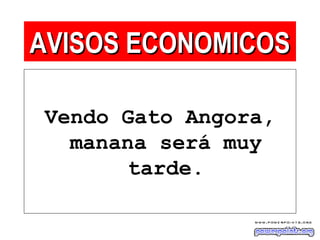 Vendo Gato Angora,
manana será muy
tarde.
AVISOS ECONOMICOSAVISOS ECONOMICOS
 