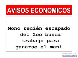 Mono recién escapado
del Zoo busca
trabajo para
ganarse el maní.
AVISOS ECONOMICOSAVISOS ECONOMICOS
 