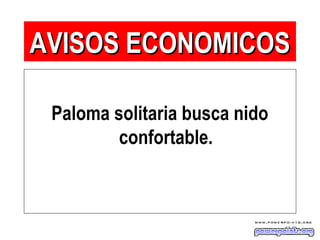 Paloma solitaria busca nido
confortable.
AVISOS ECONOMICOSAVISOS ECONOMICOS
 