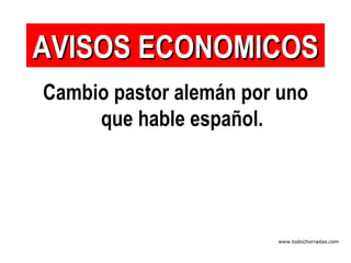 Cambio pastor alemán por uno que hable español. AVISOS ECONOMICOS www.todochorradas.com 