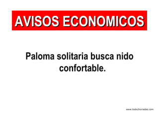 Paloma solitaria busca nido confortable. AVISOS ECONOMICOS www.todochorradas.com 