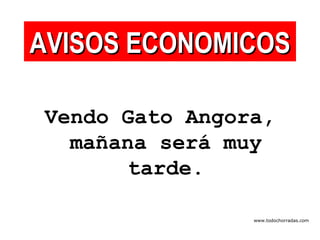 Vendo Gato Angora, mañana será muy tarde. AVISOS ECONOMICOS www.todochorradas.com 