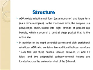 StructureStructure
 ADA exists in both small form (as a monomer) and large form
(as a dimer-complex). In the monomer form, the enzyme is a
polypeptide chain, folded into eight strands of parallel α/β
barrels, which surround a central deep pocket that is the
active site.
 In addition to the eight central β-barrels and eight peripheral
α-helices, ADA also contains five additional helices: residues
19-76 fold into three helices, located between β1 and α1
folds; and two antiparallel carboxy-terminal helices are
located across the amino-terminal of the β-barrel.
 