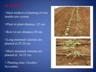 PLANTING
oIdeal method of planting of rose
double row system
oPlant to plant distance -25 cm.
oRow to row distance-30 cm.
oLong stemmed varieties are
planted at 25-26 cm.
oShort stemmed varieties are
planted at 18-25 cm.
o Planting time: October-
November
 