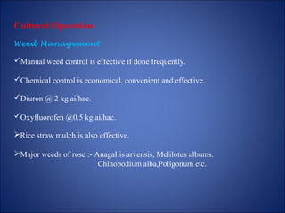 Cultural Operation
Weed Management
Manual weed control is effective if done frequently.
Chemical control is economical, convenient and effective.
Diuron @ 2 kg ai/hac.
Oxyfluorofen @0.5 kg ai/hac.
Rice straw mulch is also effective.
Major weeds of rose :- Anagallis arvensis, Melilotus albums.
Chinopodium alba,Poligonum etc.
 