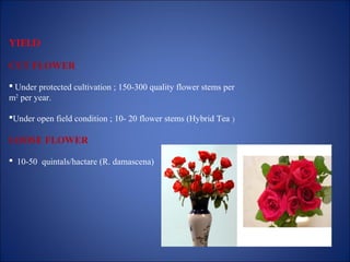 YIELD
CUT FLOWER
 Under protected cultivation ; 150-300 quality flower stems per
m2
per year.
Under open field condition ; 10- 20 flower stems (Hybrid Tea )
LOOSE FLOWER
 10-50 quintals/hactare (R. damascena)
 