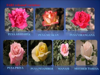 IARI released varieties:
 