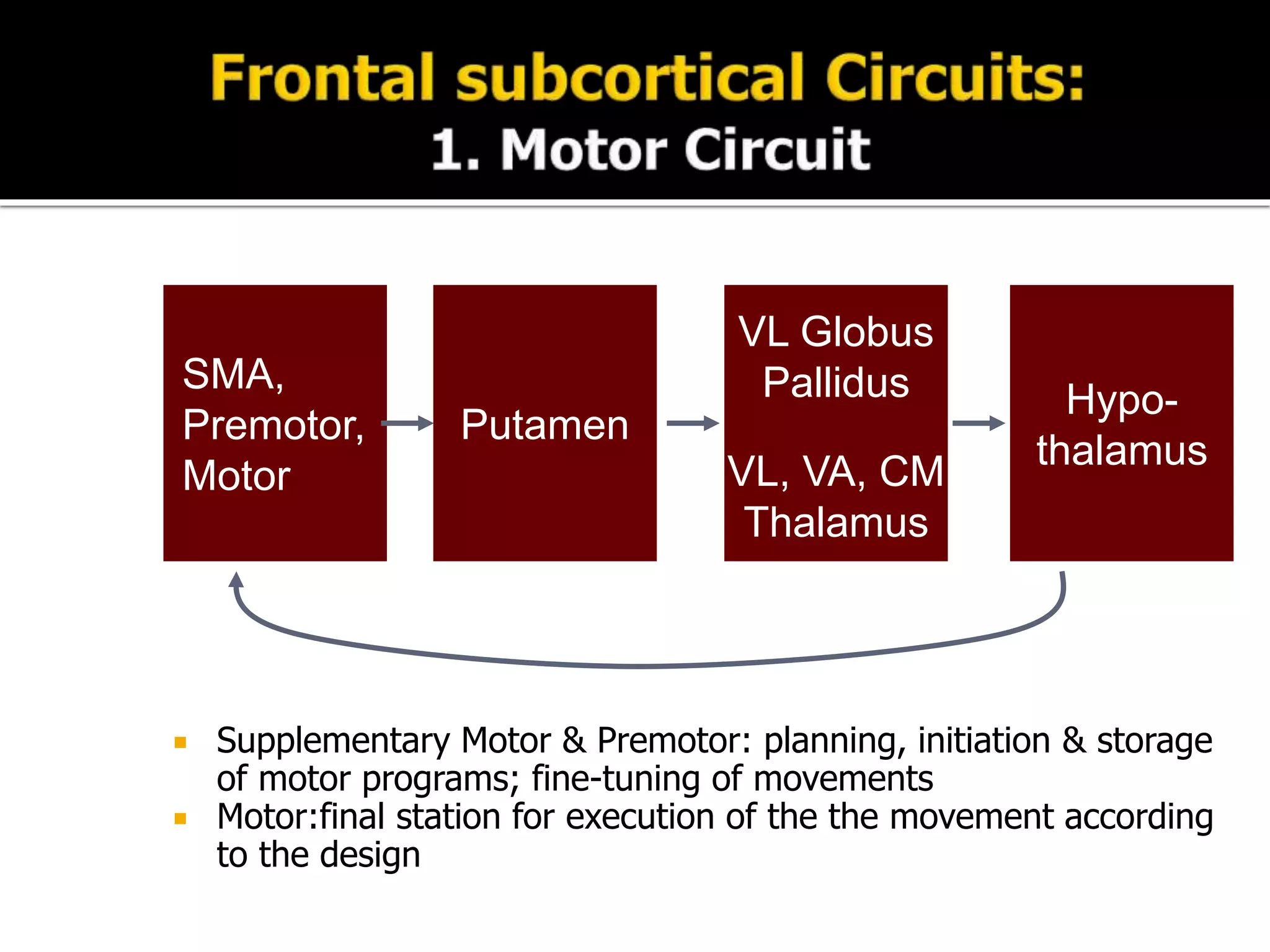  Supplementary Motor & Premotor: planning, initiation & storage
of motor programs; fine-tuning of movements
 Motor:final station for execution of the the movement according
to the design
SMA,
Premotor,
Motor
Putamen
VL Globus
Pallidus
VL, VA, CM
Thalamus
Hypo-
thalamus
 
