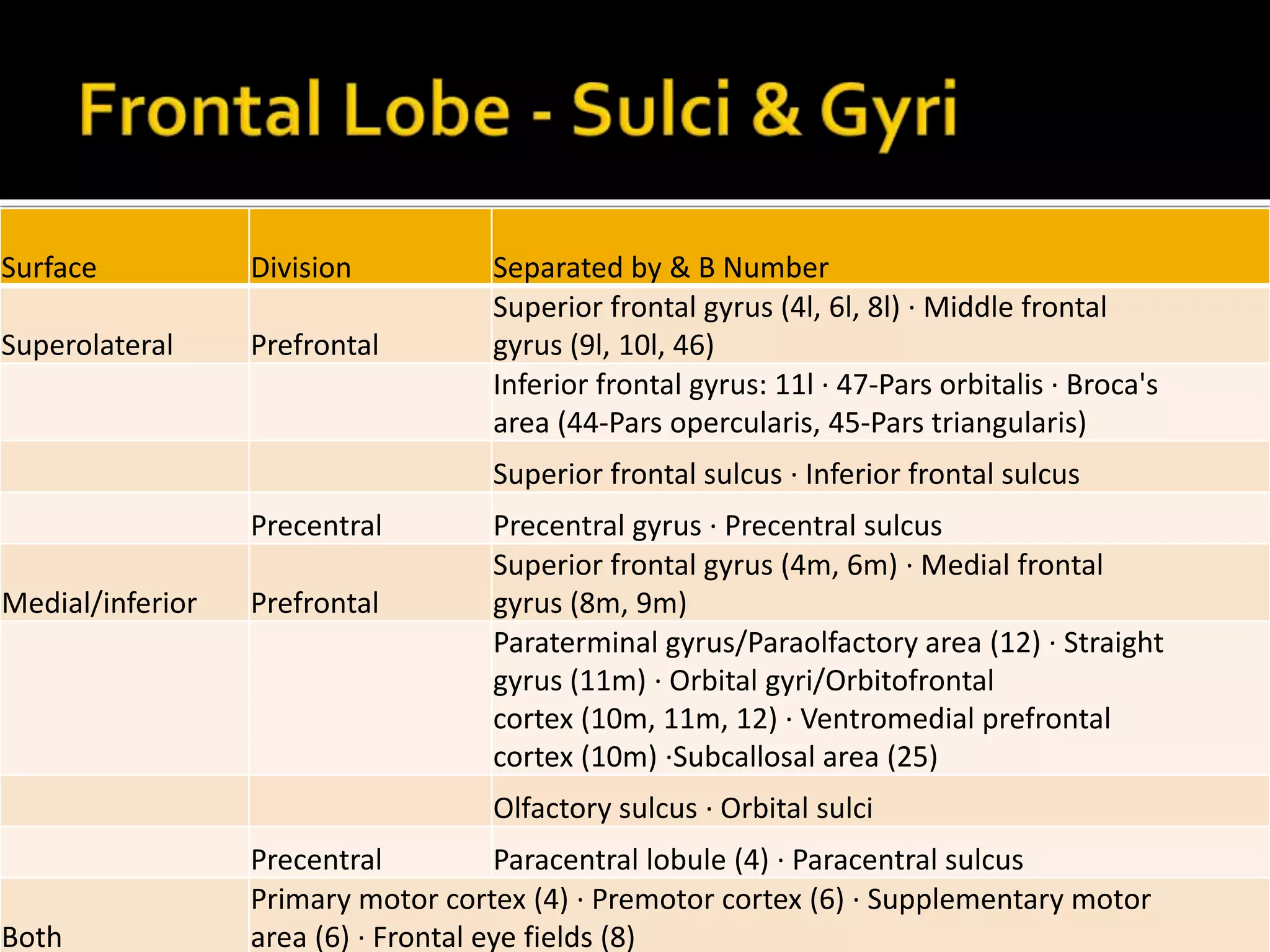 Surface Division Separated by & B Number
Superolateral Prefrontal
Superior frontal gyrus (4l, 6l, 8l) · Middle frontal
gyrus (9l, 10l, 46)
Inferior frontal gyrus: 11l · 47-Pars orbitalis · Broca's
area (44-Pars opercularis, 45-Pars triangularis)
Superior frontal sulcus · Inferior frontal sulcus
Precentral Precentral gyrus · Precentral sulcus
Medial/inferior Prefrontal
Superior frontal gyrus (4m, 6m) · Medial frontal
gyrus (8m, 9m)
Paraterminal gyrus/Paraolfactory area (12) · Straight
gyrus (11m) · Orbital gyri/Orbitofrontal
cortex (10m, 11m, 12) · Ventromedial prefrontal
cortex (10m) ·Subcallosal area (25)
Olfactory sulcus · Orbital sulci
Precentral Paracentral lobule (4) · Paracentral sulcus
Both
Primary motor cortex (4) · Premotor cortex (6) · Supplementary motor
area (6) · Frontal eye fields (8)
 