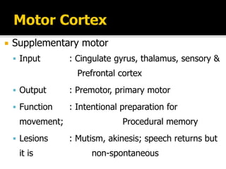  Supplementary motor
 Input : Cingulate gyrus, thalamus, sensory &
Prefrontal cortex
 Output : Premotor, primary motor
 Function : Intentional preparation for
movement; Procedural memory
 Lesions : Mutism, akinesis; speech returns but
it is non-spontaneous
 