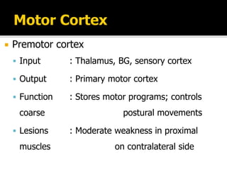  Premotor cortex
 Input : Thalamus, BG, sensory cortex
 Output : Primary motor cortex
 Function : Stores motor programs; controls
coarse postural movements
 Lesions : Moderate weakness in proximal
muscles on contralateral side
 