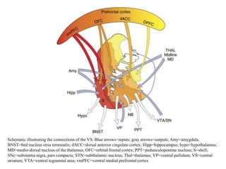 Schematic illustrating the connections of the VS. Blue arrows=inputs; gray arrows=outputs; Amy=amygdala;
BNST=bed nucleus stria terminalis; dACC=dorsal anterior cingulate cortex; Hipp=hippocampus; hypo=hypothalamus;
MD=medio-dorsal nucleus of the thalamus; OFC=orbital frontal cortex; PPT=pedunculopontine nucleus; S=shell;
SNc=substantia nigra, pars compacta; STN=subthalamic nucleus; Thal=thalamus; VP=ventral pallidum; VS=ventral
striatum; VTA=ventral tegmental area; vmPFC=ventral medial prefrontal cortex
 