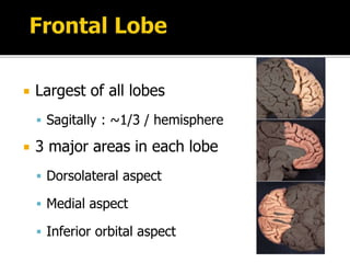  Largest of all lobes
 Sagitally : ~1/3 / hemisphere
 3 major areas in each lobe
 Dorsolateral aspect
 Medial aspect
 Inferior orbital aspect
 