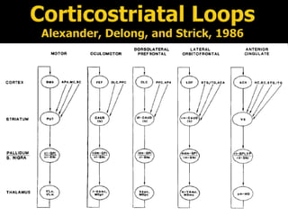 Corticostriatal Loops
Alexander, Delong, and Strick, 1986
 