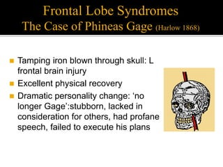 Frontal Lobe Syndromes
The Case of Phineas Gage (Harlow 1868)
 Tamping iron blown through skull: L
frontal brain injury
 Excellent physical recovery
 Dramatic personality change: ‘no
longer Gage’:stubborn, lacked in
consideration for others, had profane
speech, failed to execute his plans
 
